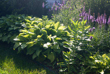 Hostas and Flowers