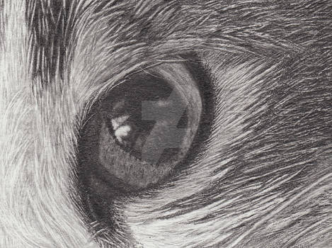 ACEO - Cat's Eye Study