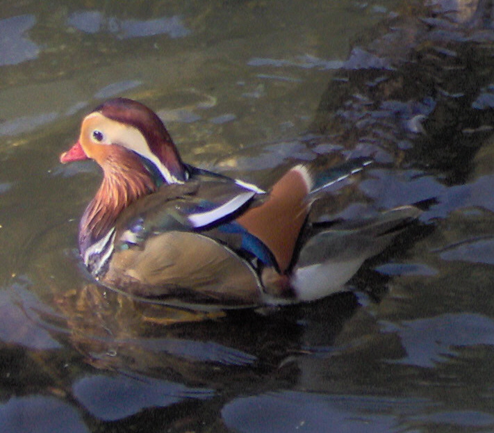 Mandarin Duck