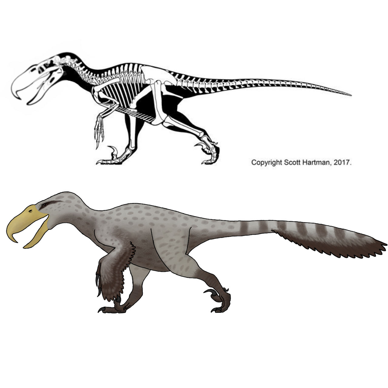 Ptoraptor Phorusraptor by Tenontosaurus on DeviantArt