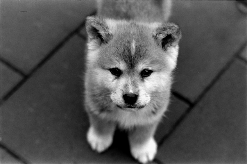 my little AKITA INU