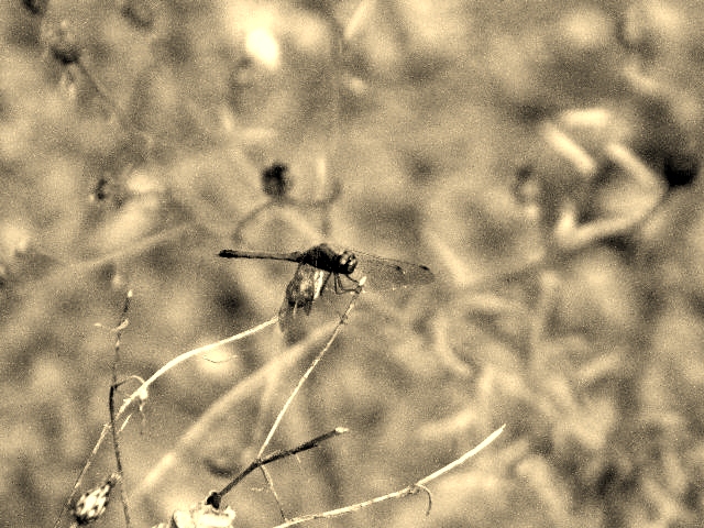 Dragonfly