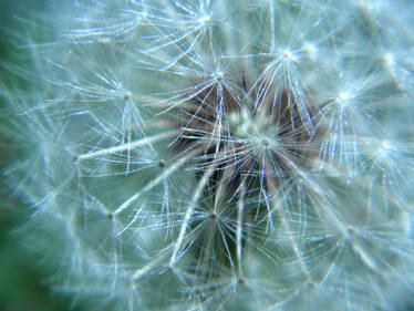 Make a Wish On a Ball of Fluff 1A