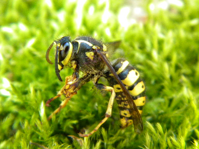 Standing on a Bed of Moss 1-A