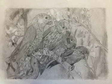 Parrots - Pencil