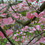 Dogwood tree - Spring # 1