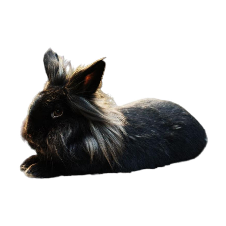 Rabbit Ranger - Wenet by RabbitRangerCZ on DeviantArt