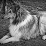 B and W Collie