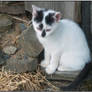 Finn as Babycat May 2008