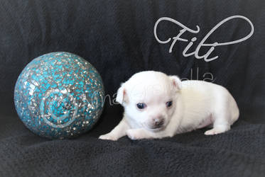 Chihuahua puppy Fili 20.04.2015