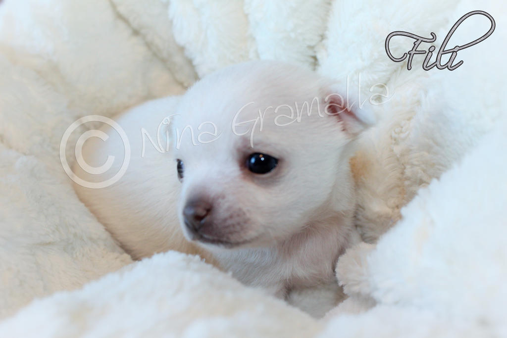 Chihuahua puppy Fili 21.04.2015