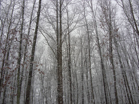 snowy trees