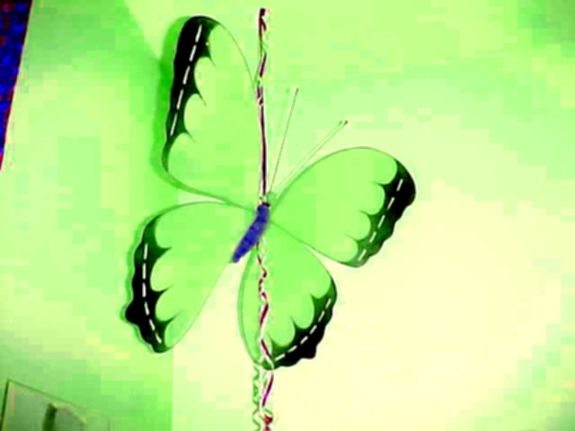 Butterfly.