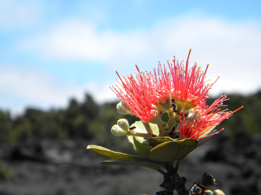 Lehua Blossom