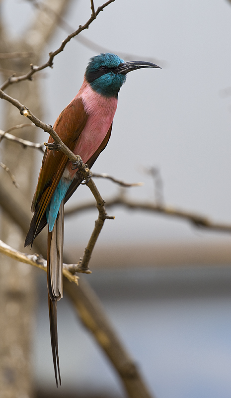 Bee Eater