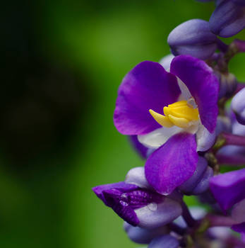 Purple Orchid