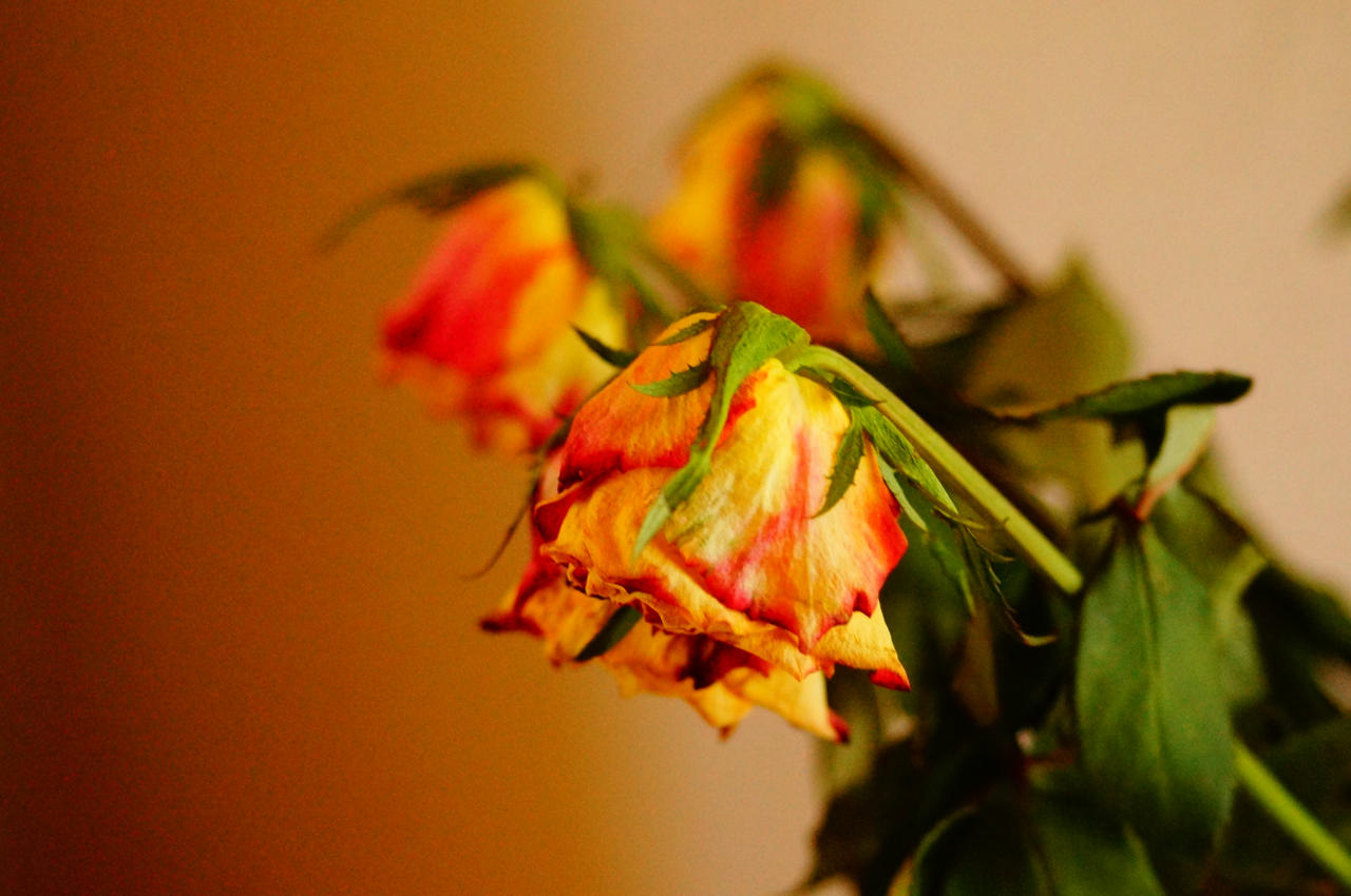Happy Roses Vs Sad Roses SAD roses. by LittlePegasus796 on DeviantArt