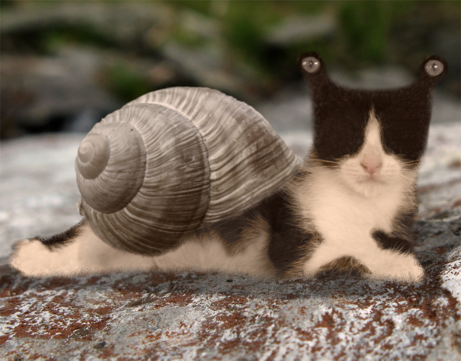 Animal Morph by themizarkshow on DeviantArt