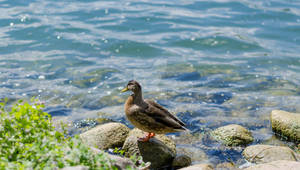 Duck on a stone by michalbielejewski