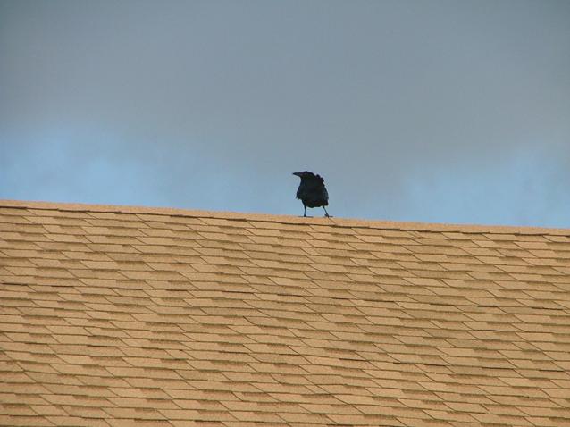 Crow.