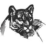 florida panther sketch by siaorie