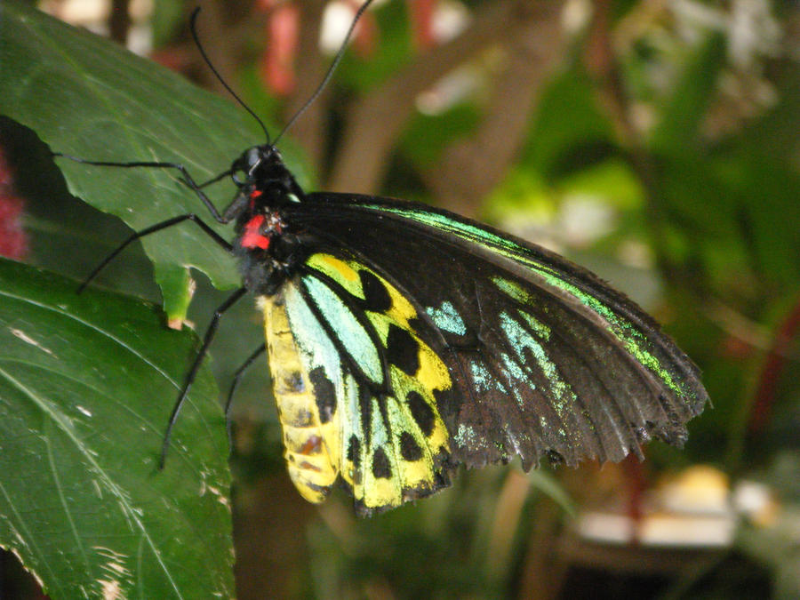 Rainbow Butterfly