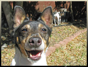 Rat Terriers