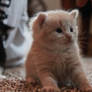 Fuzzy Kitten