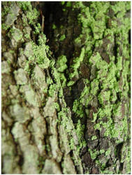 Green Bark