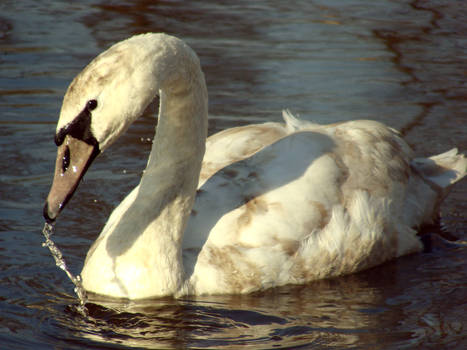 swan