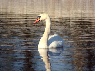 swan 2