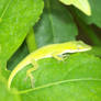 Green Lizard