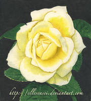 Yellow Rose - CP trial 1