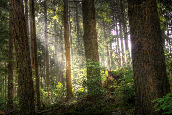 Where Robin Hood Must Live