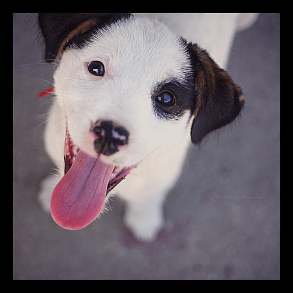 PLAY.Always a puppy