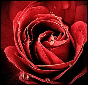 63. :La metaphore de l'amour: by bittersweetvenom 63. :La metaphore de l'amour: by bittersweetvenom