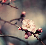 90. :Les fleurs de reve: by bittersweetvenom