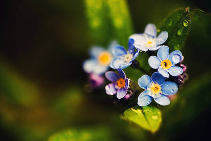 98. :Forget me not:
