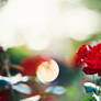 281. :Red Roses: