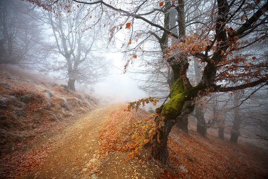 Frozen forest