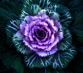 cabbage , rose