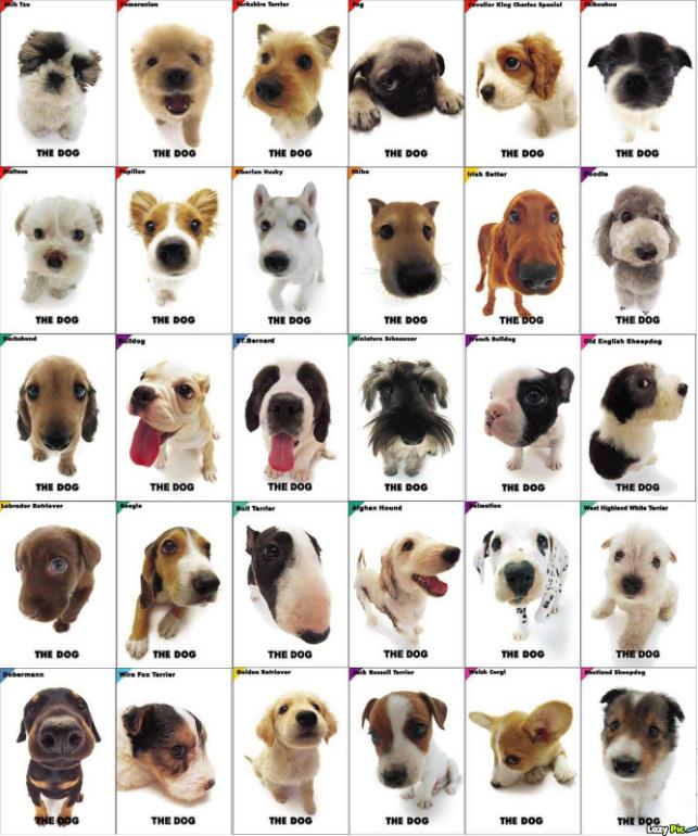 McDonalds 'The Dog' toys collection by Yugi-Dan-Yami on DeviantArt