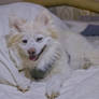 Apollo say NO to the Heat