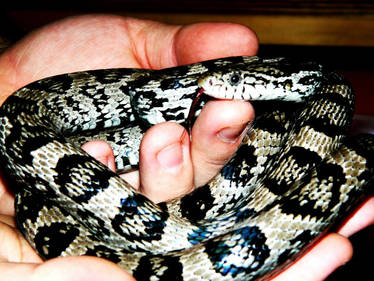 anery female corn snake (albino black)