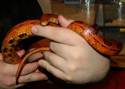 Hypo red corn snake male