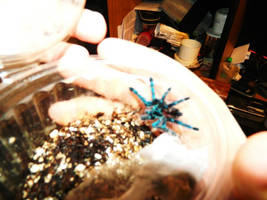 Young Avicularia Versicolor