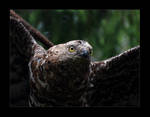 Honey Buzzard take off by Exthree-photo