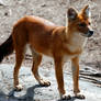 Dhole 5