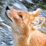 Dhole 9