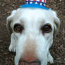 Daisy feeling patriotic 